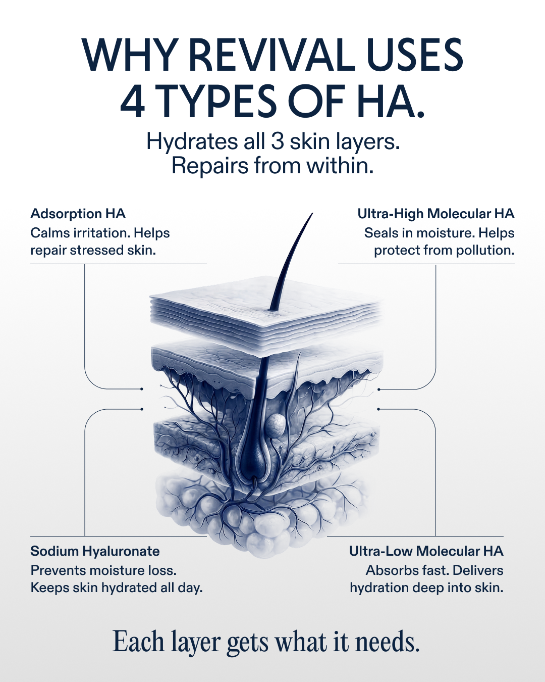 Cutaway drawing of skin layers showing how Revival's four types of hyaluronic acid hydrate each layer.
